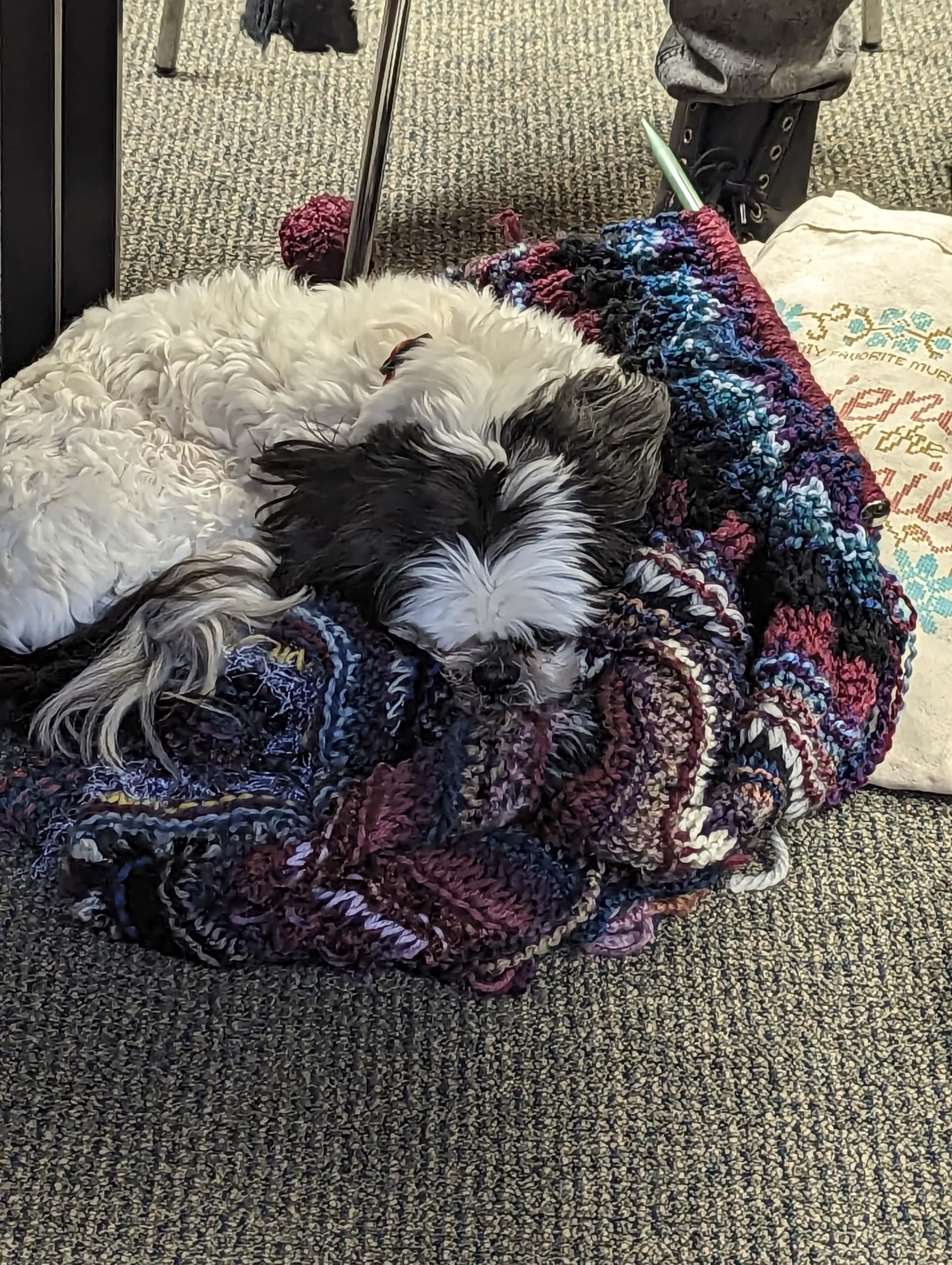 Bandit, a black and white dog curls up in a knitting project from Journey: Healing Together's Crafternoon